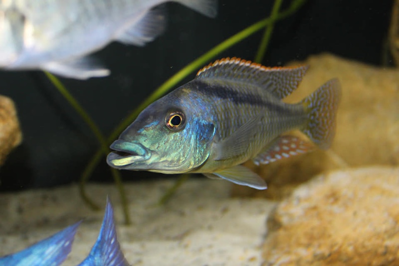 Lichnochromis acuticeps